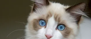 Katten Frost inmurad i sex veckor