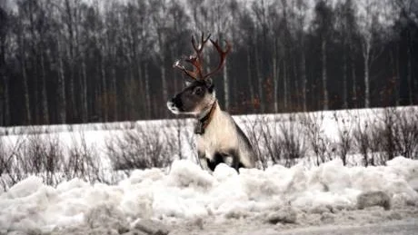 LEVER FARLIGT. Senaste tiden har många renar fått sätta livet till längs riksväg 99, här en härk vid Ruskola.FOTO: GÖRAN LAHTI