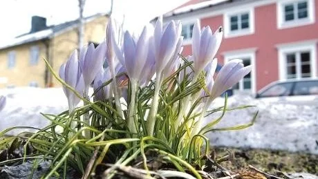 VÅR. Den meteorologiska våren anlände till Luleå den 22 mars.