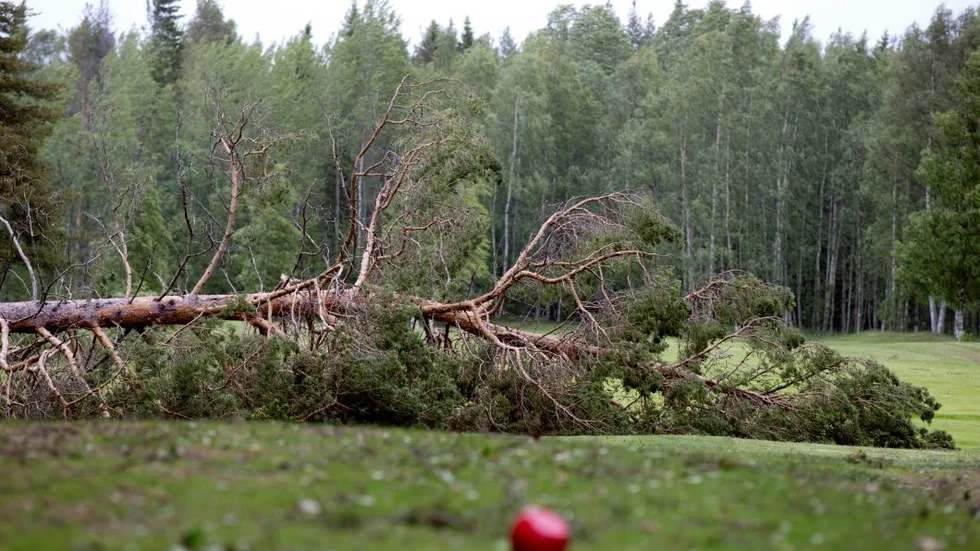 Stormen. Nu är inventeringen av skogsskadorna efter stormen i juni klar. Skogsstyrelsen uppskattar att skog motsvarande en halv miljon skogskubikmeter förstördes. (Arkivbild)