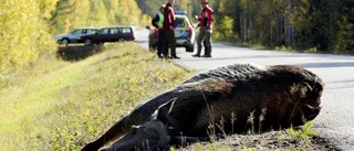 Varning för älgar på vägen