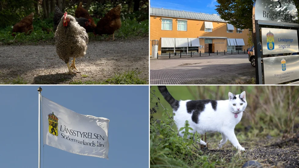 Djurägaren får rätt i förvaltningsrätten, när det gäller djuren som omhändertogs senare. Djuren på bilderna har inget samband med artikeln. 