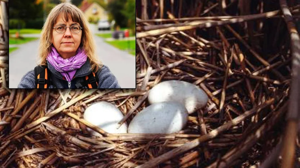 EFTERTRAKTAD. Fågelbon plundras i jakt på ägg vilket hotar arten i sig. "Ju sällsyntare desto roligare att uppnå och få tag på", säger Lena Bondestad, biolog och naturhandläggare på länsstyrelsen i Norrbotten.