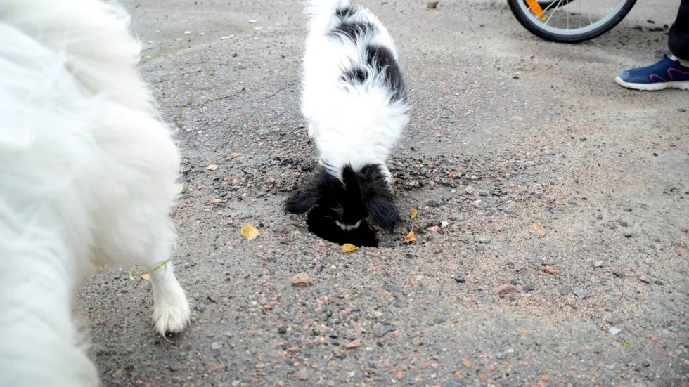 Upptäcksfärd. Finns mycket att upptäcka när man är en liten hund.