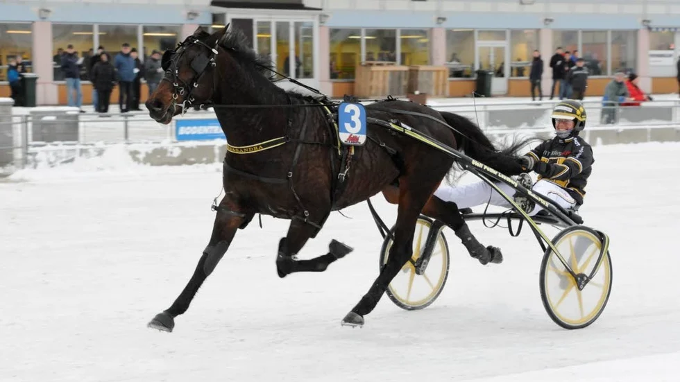 Vann direkt. Easy Tiger Pellini var tillbaka efter svåra olyckan – med besked. Det blev seger i V4-2.