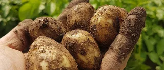 Premiär för gotländsk färskpotatis i butikerna