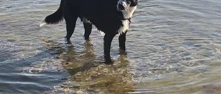 Hunden Sid återförenad med sin familj igen