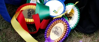 2 800 hundar till årets stora hundshow på Gotland