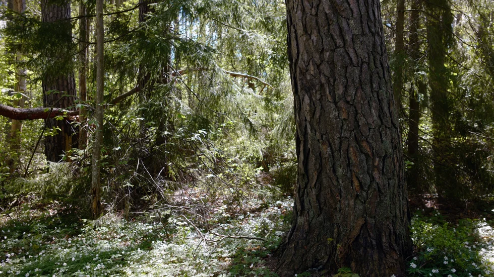 De nya insikter vi har om nutida och framtida allvarliga miljöhot borde naturligtvis vägas in i samtliga kalkyler, skriver representanter från Värna Ulleråker, Föreningen Sydöstra Uppsala och Rädda Eriksbergs skogar.