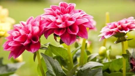 ...och skapar nya vackra plantor nästa sommar. Foto: CanStockPhoto