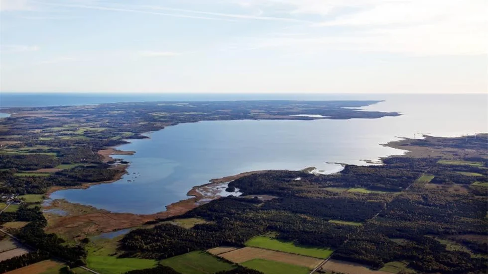 Havsviken är sedan länge svårt drabbad av övergödning. Vass är både en del av problemet och en del av lösningen på problemen.