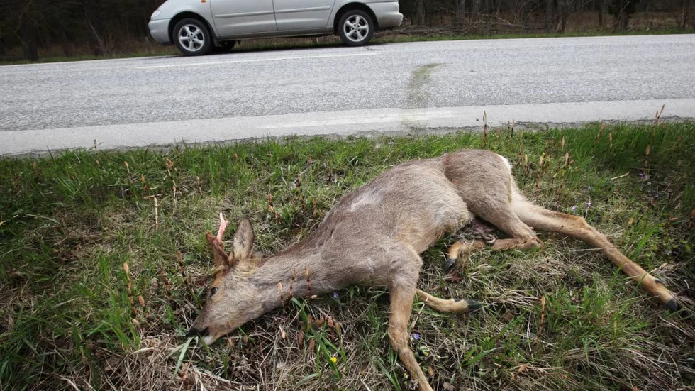 Vanlig syn på ön. Rådjur som varit inblandade i trafikolyckor på de gotländska vägarna kommer med i statistiken för jaktbrott om de inte anmäls.