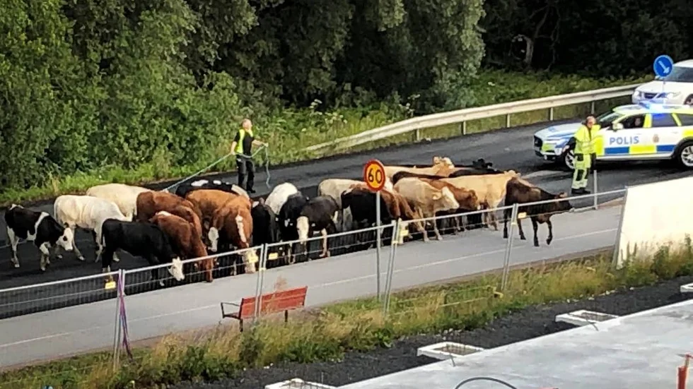 I måndags morse skapade trettio kor kaos på Arnöleden i Nyköping när de hade lyckats rymma från sin betesmark.