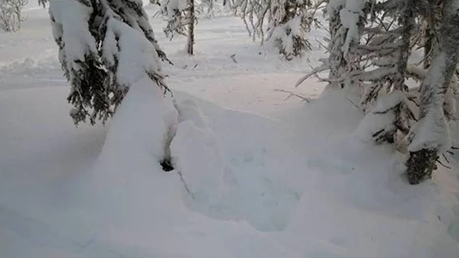 Det är i den här snögropen en järv misstänks ha dödats. I bakgrunden syns spåren efter skotrarna som man tror har följt efter och kört över djuret.