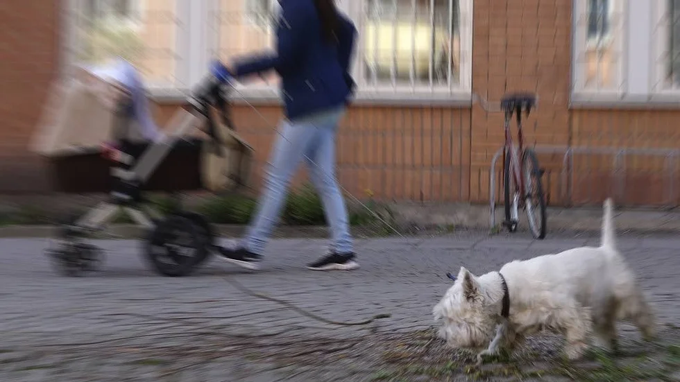Under förra året ersatte djurförsäkringsbolaget Agria över 2 000 fall av bitolyckor mellan hundar.