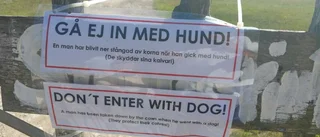 Man stångades av ko i naturreservat