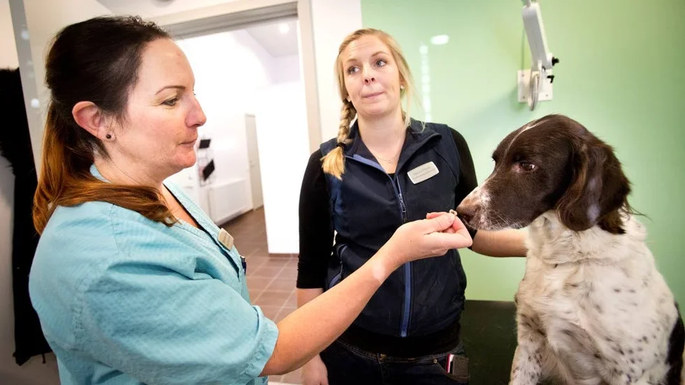 Det finns hjälp att få för att göra livet lättare för skotträdda hundar, och deras ägare, berättar Bjørg Nymoen-Solberg och Hanna Frank, här med hunden Leia.