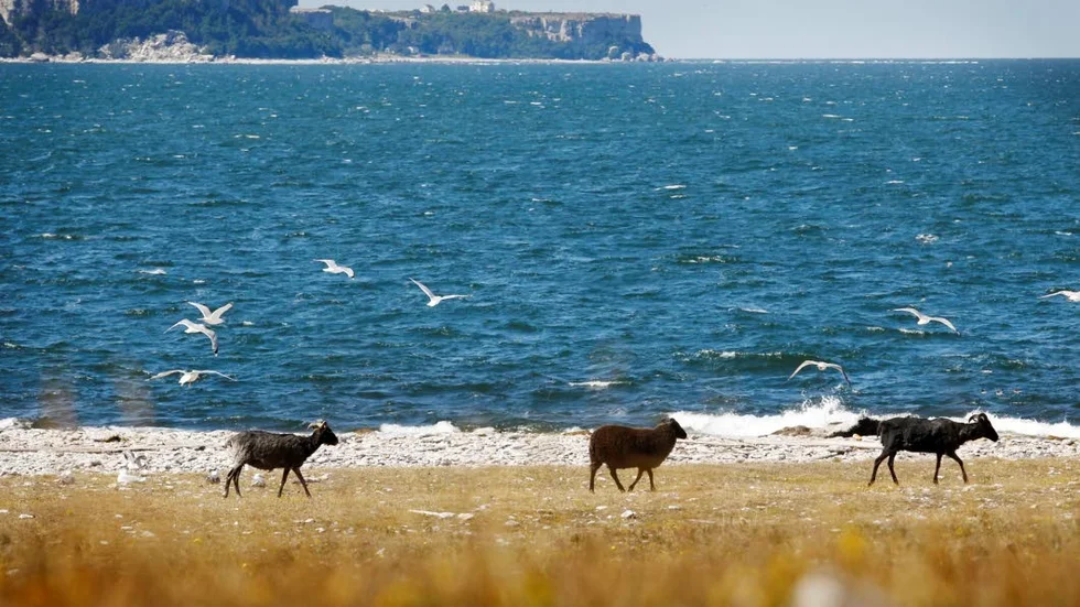 Många hamnar på Stora Karlsö av en slump, och blir trogna ön för livet.