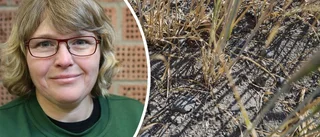 Öns bönder har förlorat nära 800 miljoner kronor