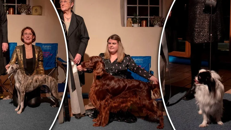 Vinnarna i de tre klasserna på tävlingen Gotlands vackraste hund 2018.