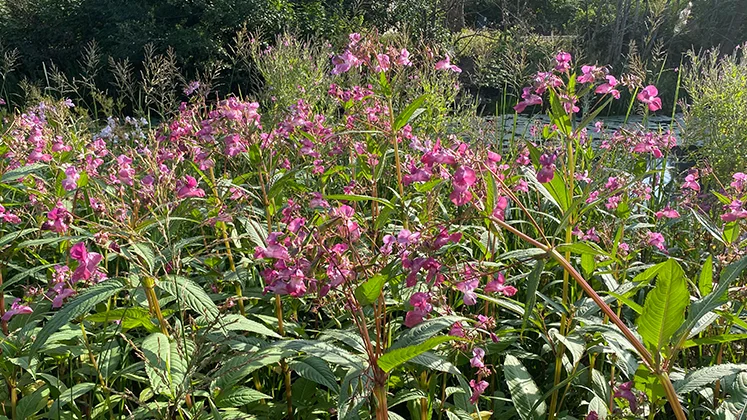 Jättebalsaminen sprider sig nedströms Pjältån från naturreservatet. 