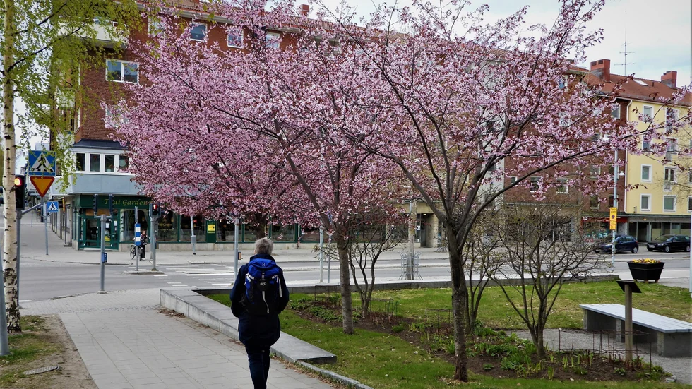 Det blommar så vackert i parken vid stadshotellet.