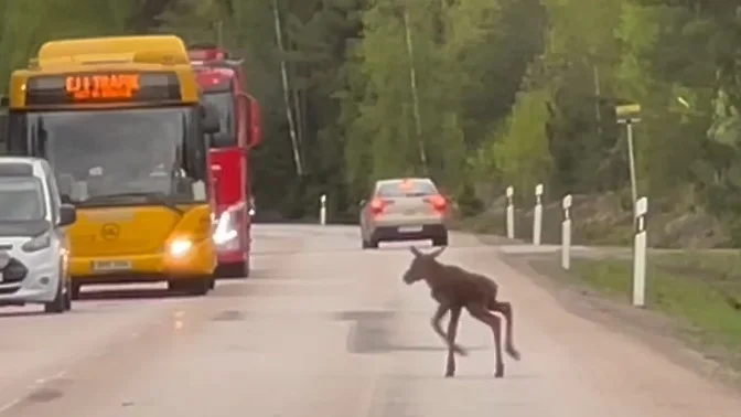 En nyfiken älgkalv stoppade trafiken på väg 292 mellan Örbyhus och Österbybruk.