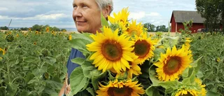 Succé för självplockning av solrosor