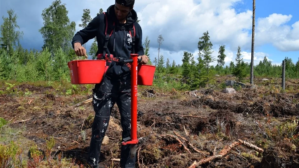 Salaheden visar hur det går till att plantera skog. Foto: Viktor Merell