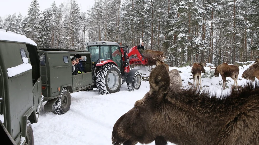 Kjell Svensson lämnade färskt björkris inne på ängen. Foto: Roelof Stroetinga