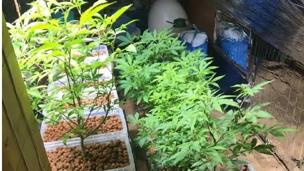 En 40-årig man har åtalats för att ha odlat cannabis.