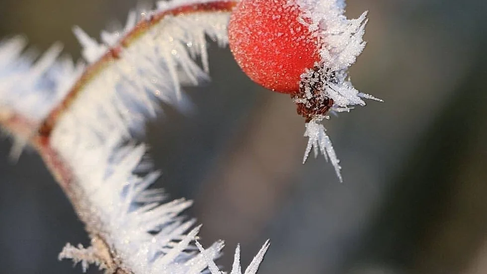 Fruset. "På promenad från sommarstugan ner till sjön Åsunden en kylig vintermorgon fotade jag detta frostnupna nypon", skriver Maria Öberg Uhlin om sin vinnarbild.