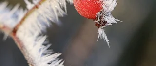 Det frostbitna bäret blev bästa bilden