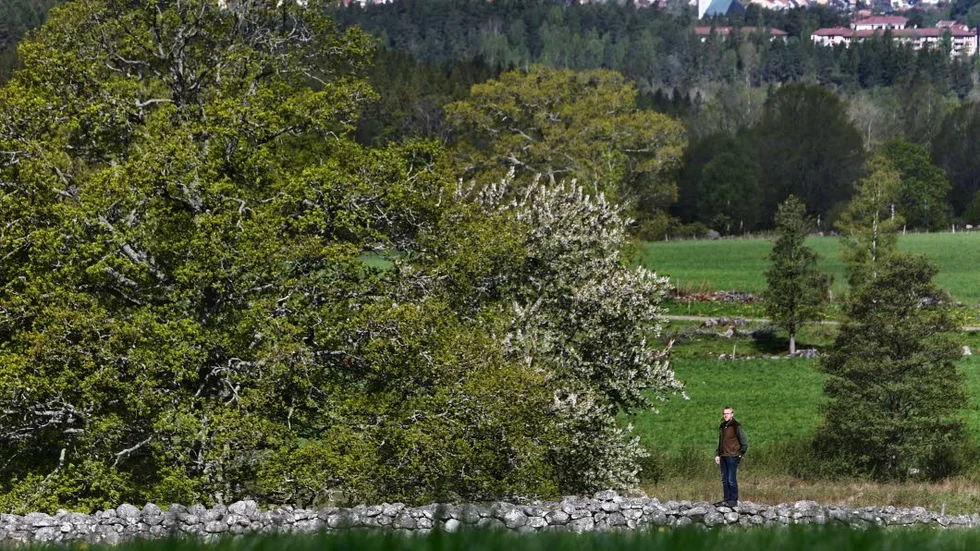 I riskzonen. Natur- och kulturområdet mellan den urgamla stenmuren vid Råstorp och Kisa i bakgrunden kan ligga illa till om det blir en förbifart.