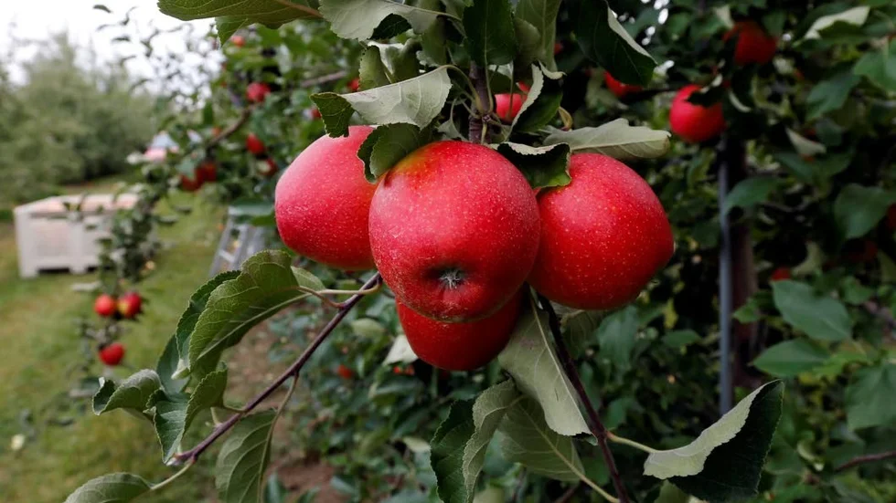 Kunskapens träd. Redan till den stora bomässan nästa år kommer det att finnas äpplen i Paradiset.