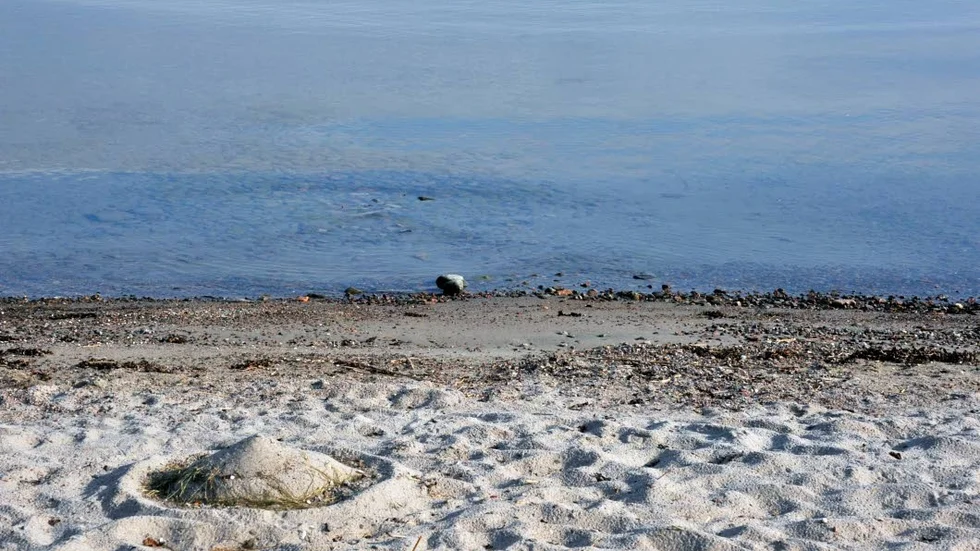 Hotat. Världens hav mår dåligt, men än finns tid att rädda stora delar, skriver WWF.