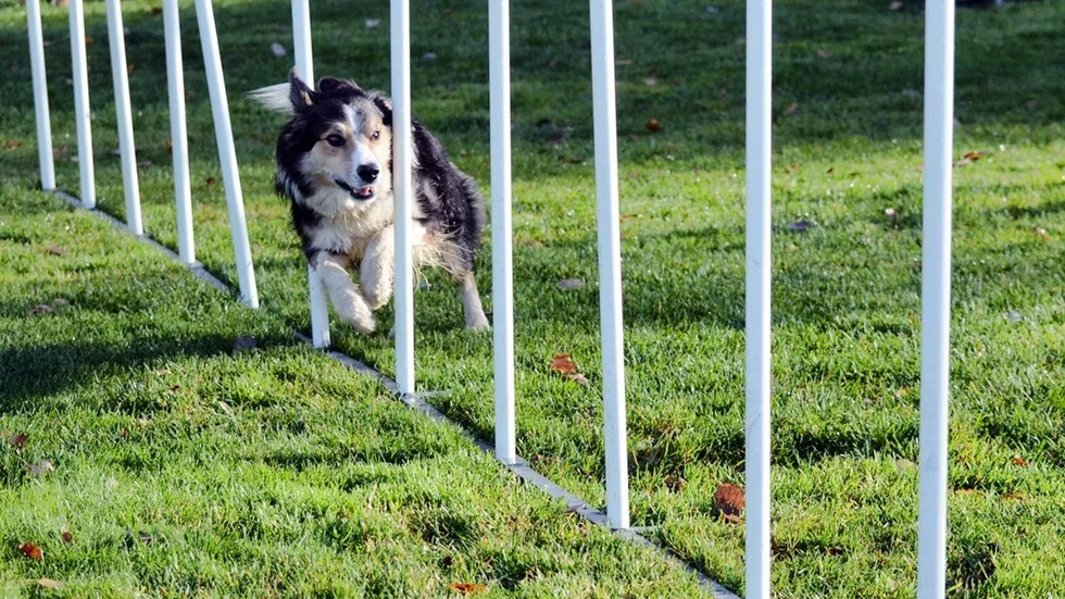 Det blir bland annat uppvisning i agility när Vimmerby Brukshundklubb firar Hundens Dag på söndag.