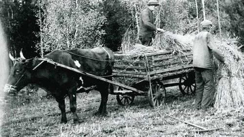 Oxen väntar allt stilla när skörden ska upp på vagnen. Hem till logen för att tröskas ska hela lasset. Foto: Vimmerby Digitala Bildarkiv
