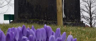 Lutande gravstenar ska rätas upp med hjälp av flerårsprojekt
