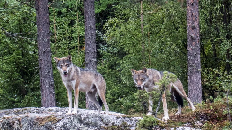 För att klassas som revir krävs det att ett vargpar revirmarkerar. "Det är när en hane och en tik går tillsammans och sätter upp gränser genom att bland annat skita och lyfta på benet för att pissa, utefter vägar och liknande", säger vilthandläggare Markus Södling. Bilden är tagen i ett annat sammanhang.