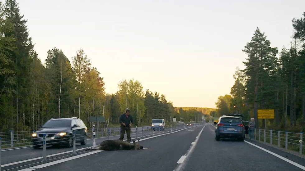 Älgolycka. Varje år inträffar tusentals älgolyckor i landet. Bilden är tagen på E22 vid Almvik.