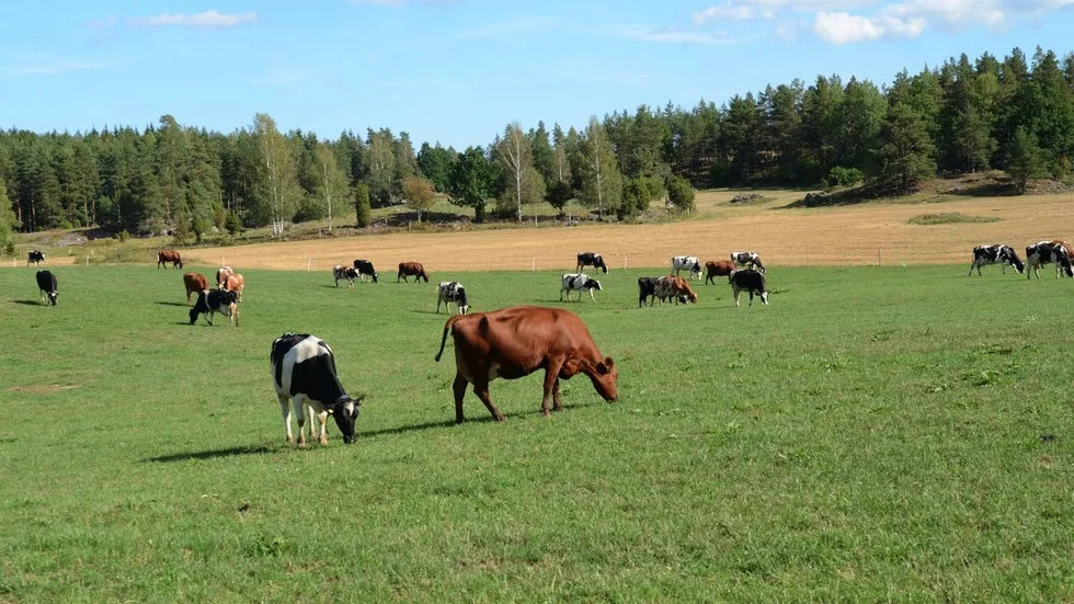 Kossorna. Här betar några av Michael Anderssons kossor.