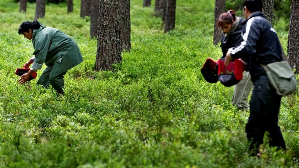 Arbetskraftsinvandringen till enkla jobb som bärplockare är det senaste området där S och M vill se en mer restriktiv politik