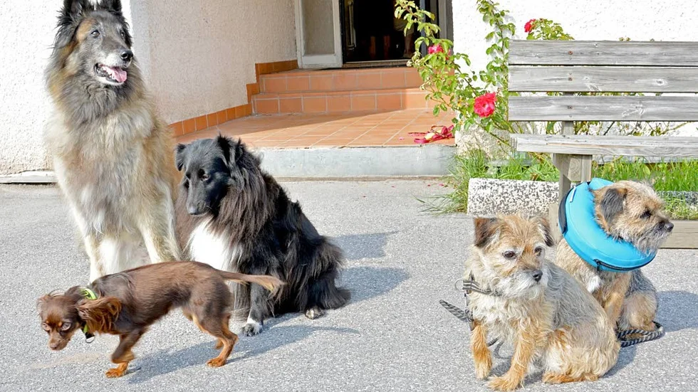Nio procent av alla hundägare tycker att deras hund är för tjock, medan landets veterinärer meddelar att ungefär 45 procent av hundarna de möter på kliniken är överviktiga.