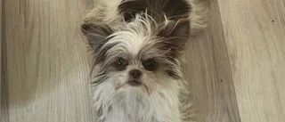 Liten hundvalp på vift i Tornby