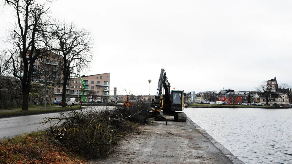 Avverkning. Sju träd längs gång- och cykelvägen har tagits ner.