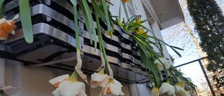 När vårblomningen slokar i vinterkylan: "Ingen katastrof"