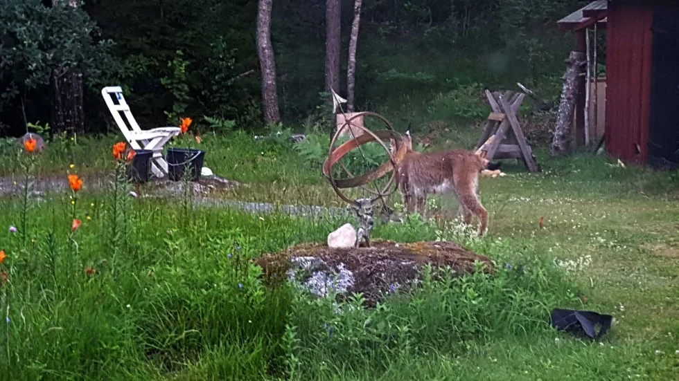 Gäst. Lodjuret lunkade stillsamt förbi i trädgården utanför Törnevik.
