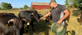 Världens dyraste kött på språng