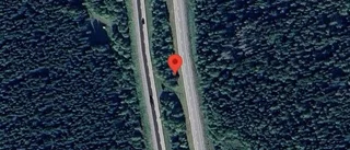 Vildsvin på fel sida viltstängslet på E4